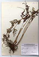 藏品(烏蕨)的圖片